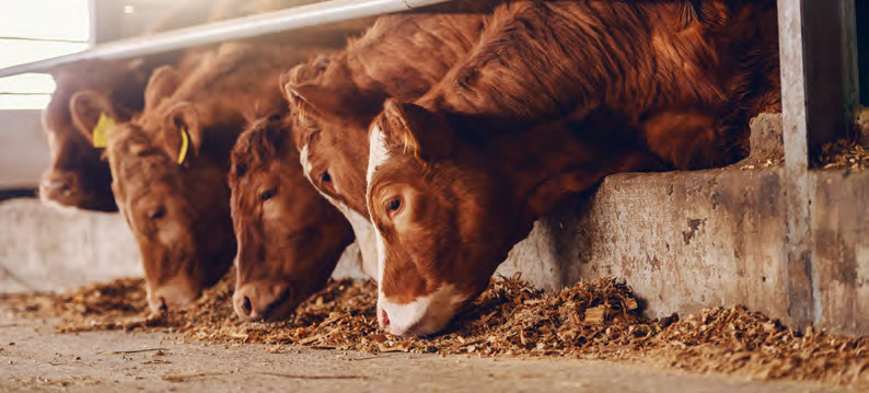 livestock products